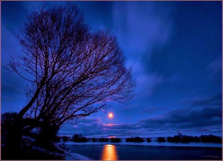 Moon glitter - moon, shoreline, reflection, night, water, wispy clouds, blue sky, tree