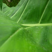 Green textured leaf