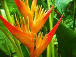 Jungle Flower