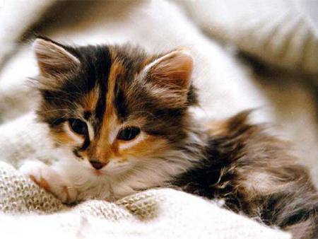 So Sleepy - fluffy, looking, bed, kitten, tri colour