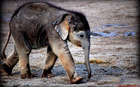 little elephant - nature, elephant, animals, little