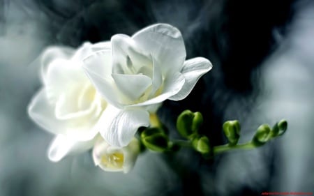 freesia - white, nature, flowers, freesia