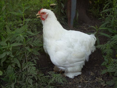 April - farm, white, hen, chicken