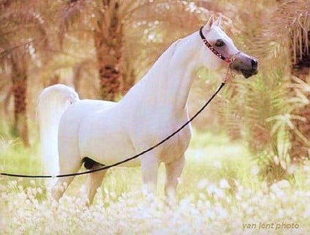 Beauty white - white, beauty, trees, forest, horse, proud, stallion