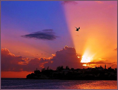 Split sky - glow, water, blue, sky, bright, bird in flight, clouds, gold, trees, sunset