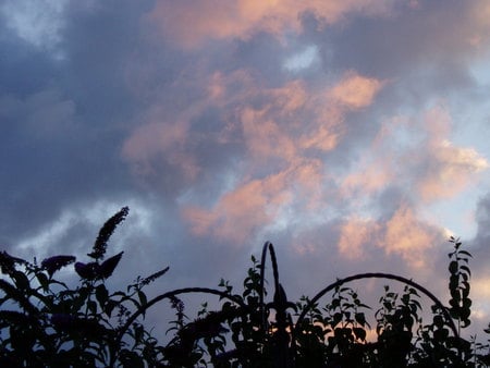 sunset over our garden. - clouds, sunset, pink, blue