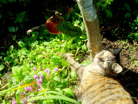 Wow, that apple looks nice! - apple, red, pink, flowers, cat, tree