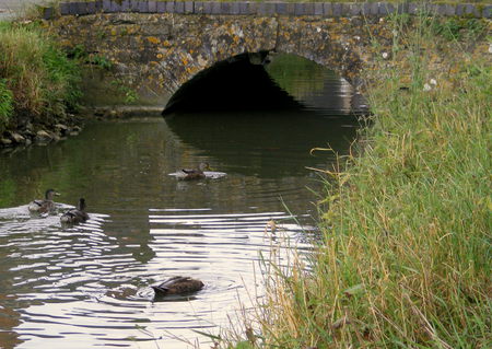 A Village Stream. - ducks, bridge, water, grass