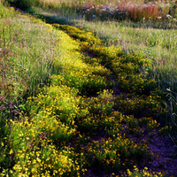 beautiful field of wildflowers and grasses