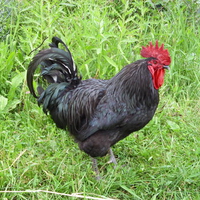 Our old rooster