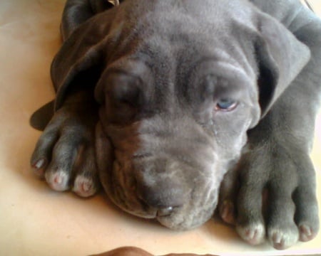 Cute Pup bruno - mastiff, pup, cute, bruno