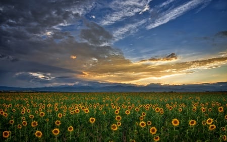 Sunflower Field - beauty, sunflower, sky, sunflowers, peaceful, sun, field, sun rays, yellow, clouds, green, grass, landscape, nature, beautiful, colors, flowers