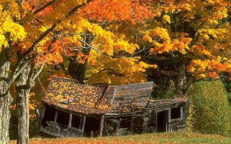 Falling Down in Fall - leaves, cabin, autumn, old