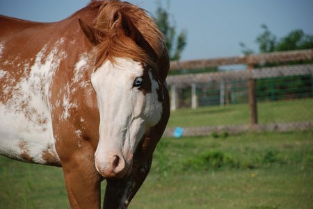 Curiosity - horses, paint, overo, american, stallions