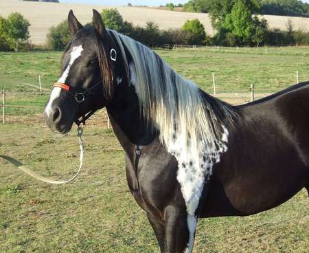 Black Paint - horses, american, paint, black