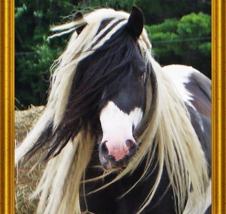 Portrait of a Gypsy Vanner - horses, tinker, tobiano, coloured cob, gypsy vanner, gypsy