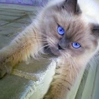 Blue Eyes