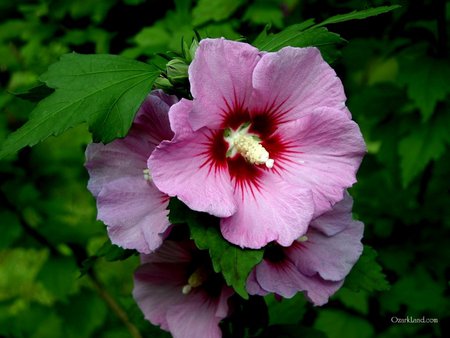 Hibiscus - ibiscus, flower, purple, nature, petal