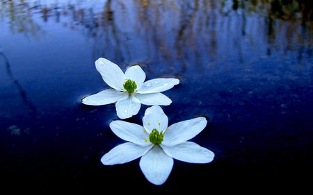 White lotus - white, lotus, flower, water, petal