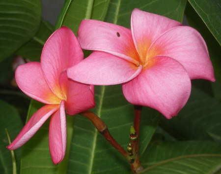 Pink Plumeria flowers - flowers, pink plumeria, nature