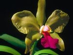 Orchid flower