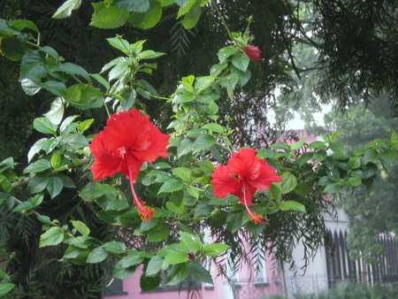 Hibiscus - nature, hibiscus, flowers