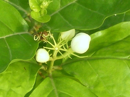 Jasmine buds - flowers, jasmine, nature, buds