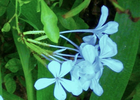 Sky blue flowers - nature, sky blue, flowers