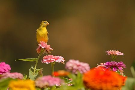 Remembering spring - red, pink, bird, flowers, spring, leaves, yellow, yellow and black, colors