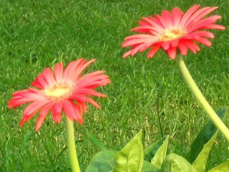 daisies - nature, flowers, daisies, red