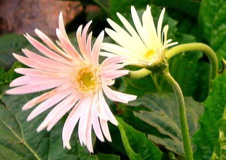 daisies - daisies, flowers, nature