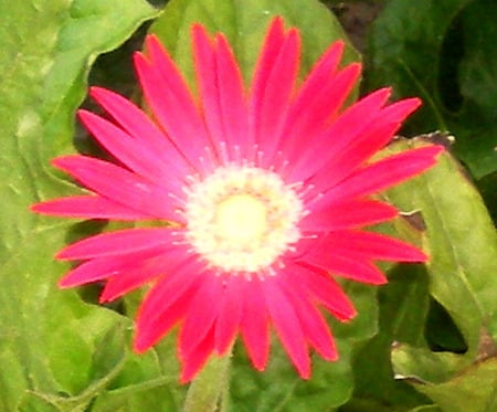 daisy - nature, daisy, flowers, red