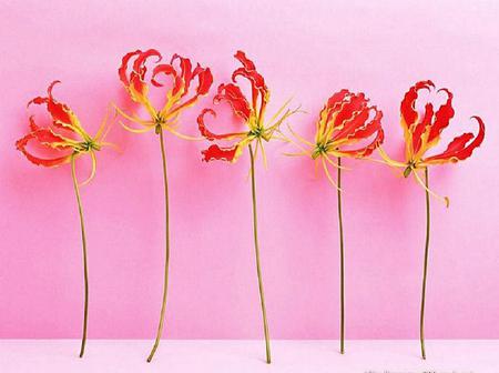 Stand tall - flowers, red and yellow, pink background, bright, standing straight