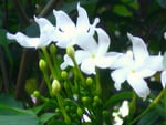 White flowers