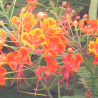 Orange and yellow flowers branch