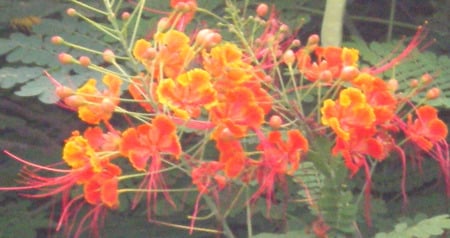 Orange and yellow flowers branch - flowers branch, nature, flowers, yellow and orange