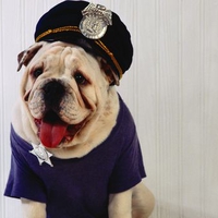 Animal Cop