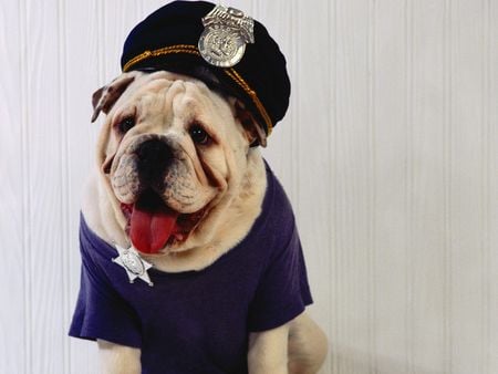 Animal Cop - police, cute, uniform, bulldog