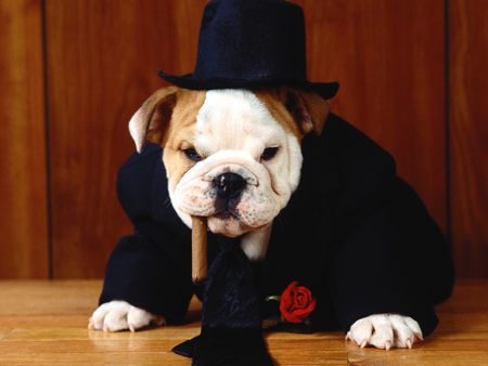 Hey...I Look Classy! - cute, tuxedo, cigar, bulldog