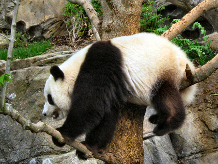 Well that was fun... Now how to get down? - white, climbing, bear, panda, climb, tree, black, stuck