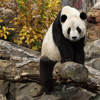 Panda.. On a Log! 