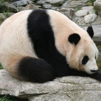 Big Fat Panda 