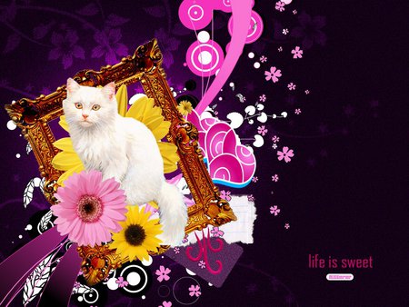 Life is sweet - cat, life, animal, sweet, kitten