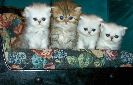 Four Little Kittys Sitting in a Row