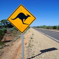 Kangaroo Crossing