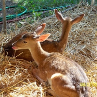 Fawns at home