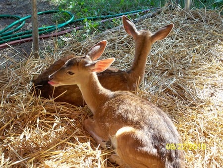 Fawns at home - fawns, nature, animals, deer