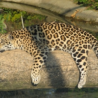 Lazy Leopard