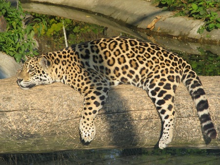 Lazy Leopard - lazy, spots, leopard, log