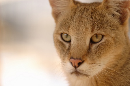 Ginger Feline - fur, cat, eyes, feline, ginger